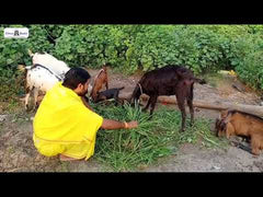 Feed Goats