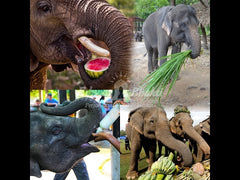 Feed Elephant