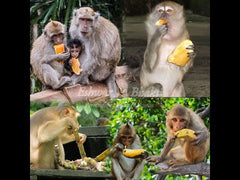 Feed Monkeys