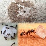 Feed Ants
