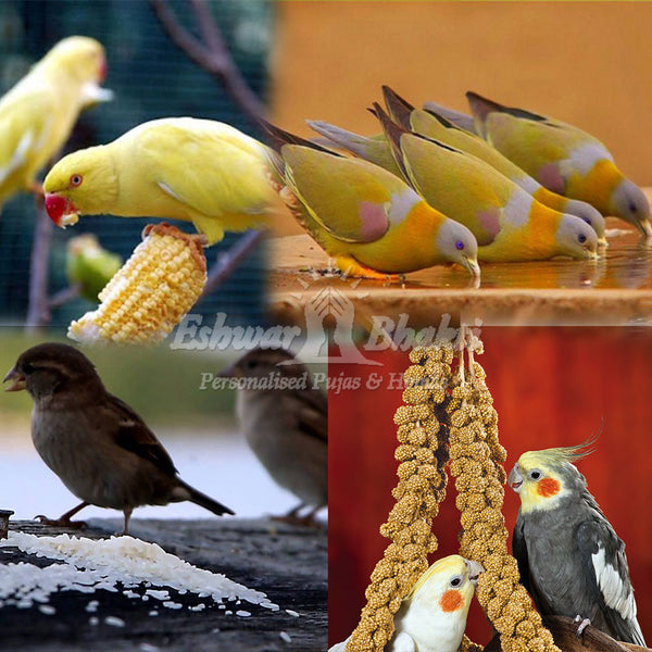 Feed food and water to birds and pigeons