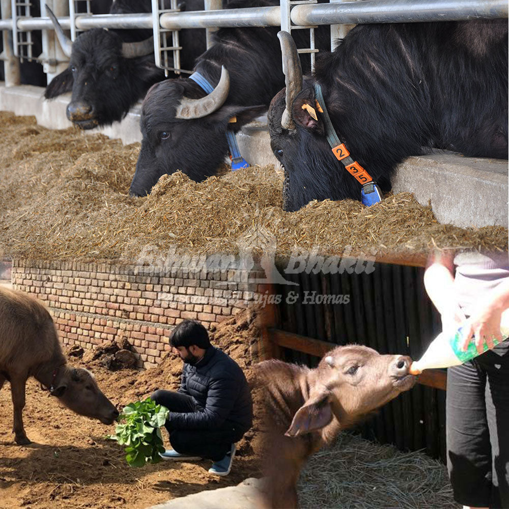 Feed Buffaloes