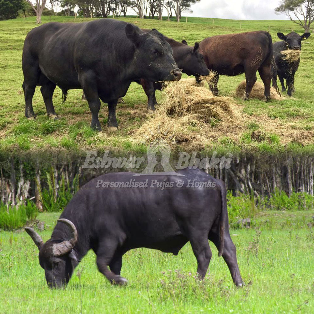 Feed food to buffalo