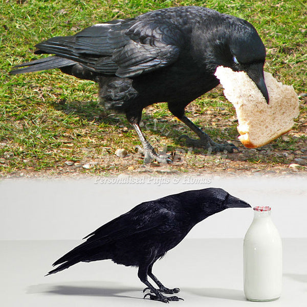 Feed crows