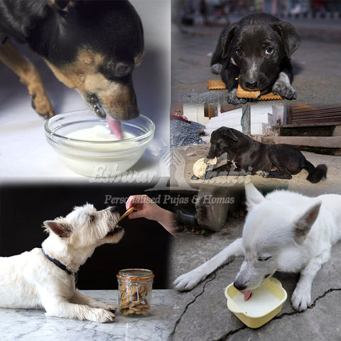 Feed food to Dogs