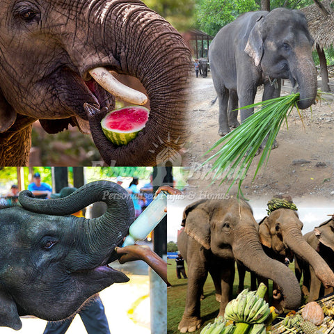 Feed food to an elephant