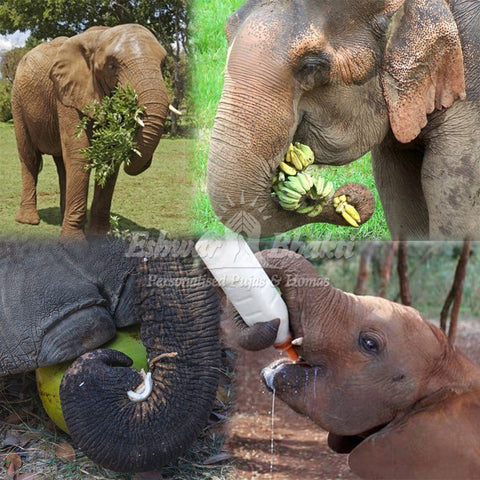 Feed Elephant