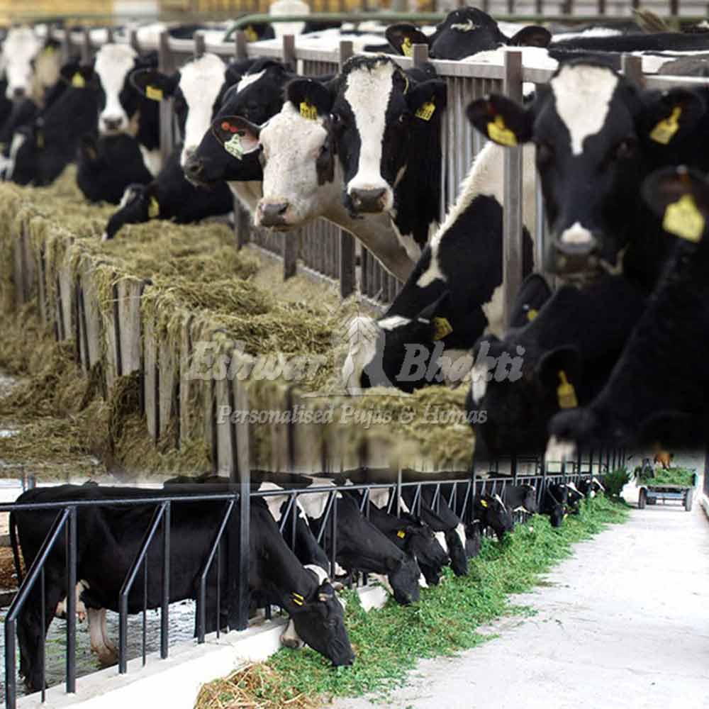 Gautran Daan Feeding Cows Online Book Gautran Daan Green Grass