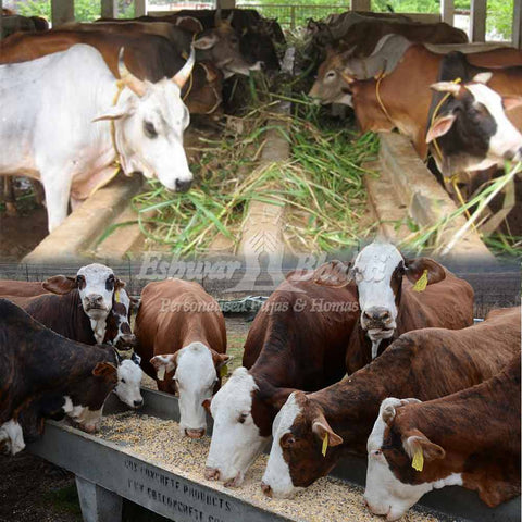 Gautran Daan - feed cows