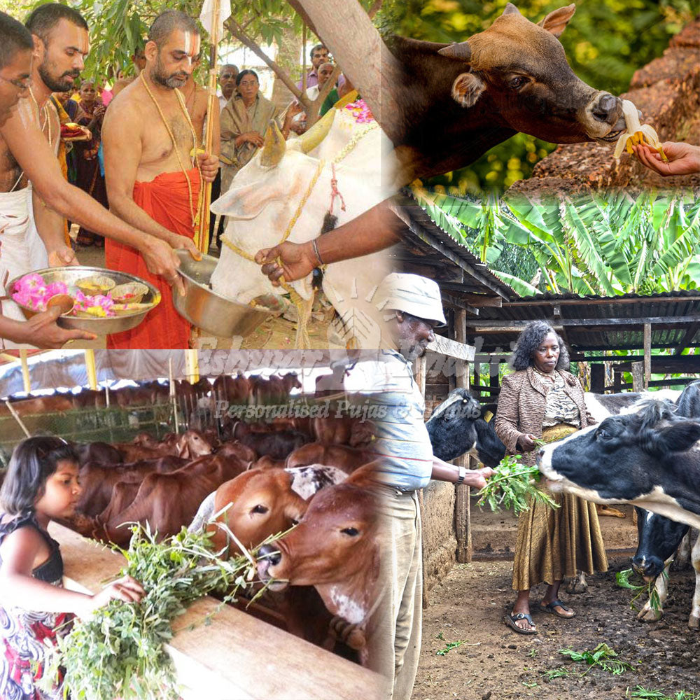 feed fodder to cows