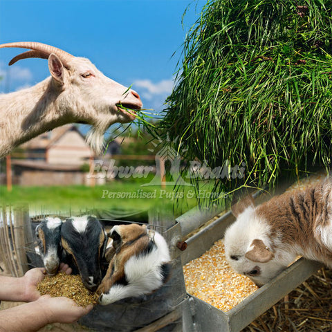 Feed grass to a Goat