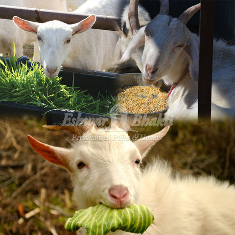 Feed food to goats
