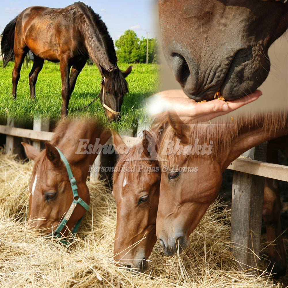 Feed food to horses