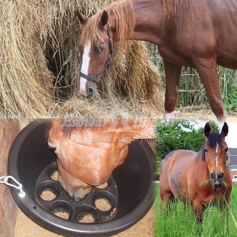 Feed food to a horse