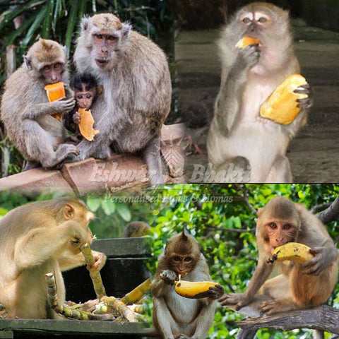Give food to Monkeys