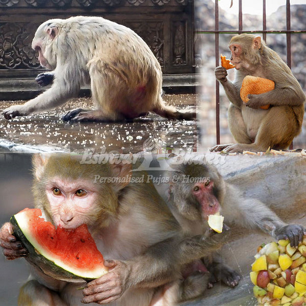 Feed food to monkeys
