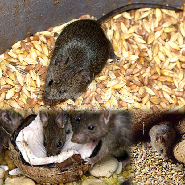 Feed food to Rats