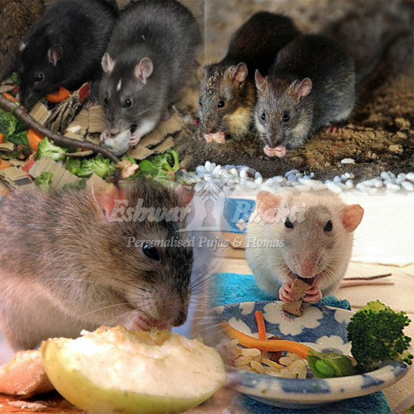 Feed grains to Rats